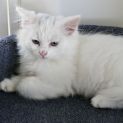 Photo of Daphne Female Kitten