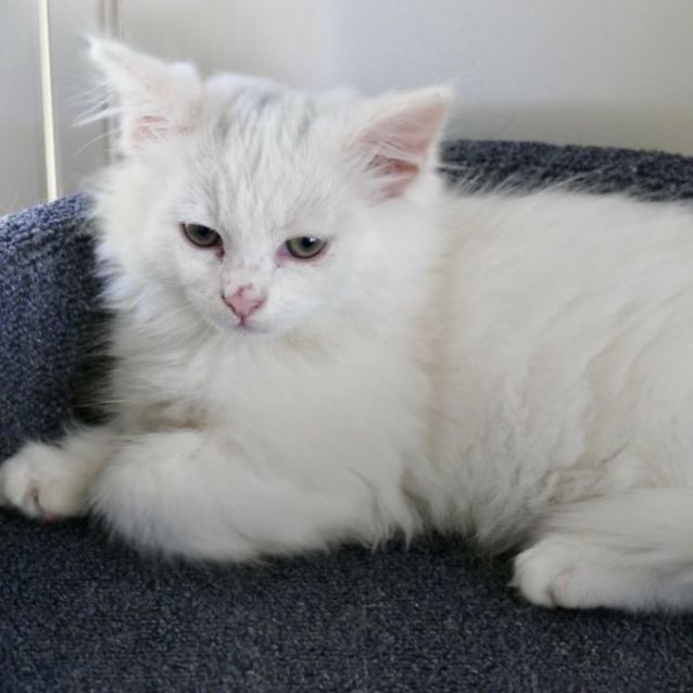 Photo of Daphne  Female Kitten