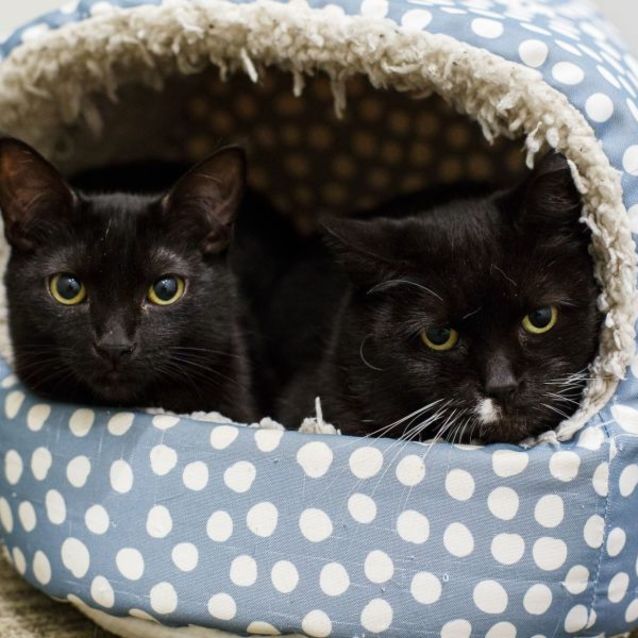 Photo of Poppy *9 Lives Project Rescue*