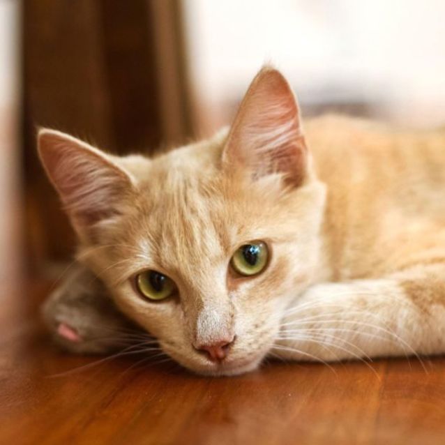 Photo of 💛 Baxter 💛