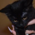 Photo of Cora