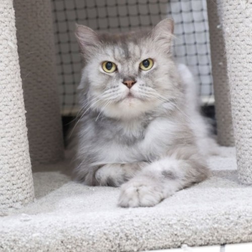 No photo for Artemis