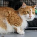 Photo of O'malley **2nd Chance Cat Rescue**