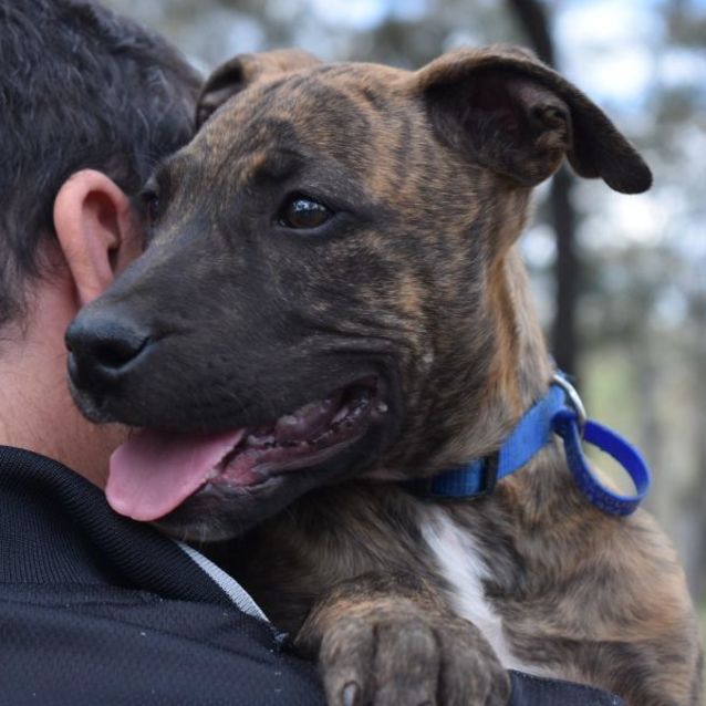 Photo of Jett ~ Mastiff X Puppy(on Hold Pend. Adoption 5/12
