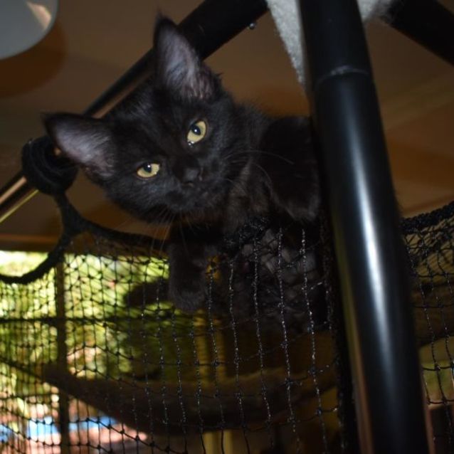 Photo of Cora