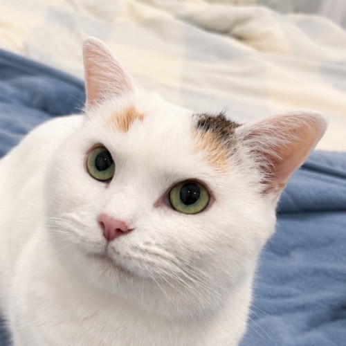Blanquita