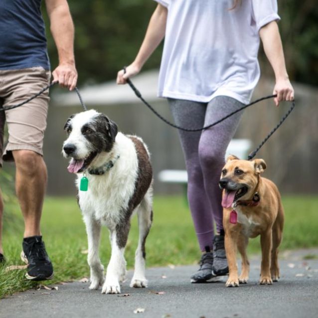 Photo of Luna And Protein