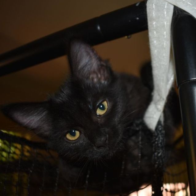 Photo of Cora