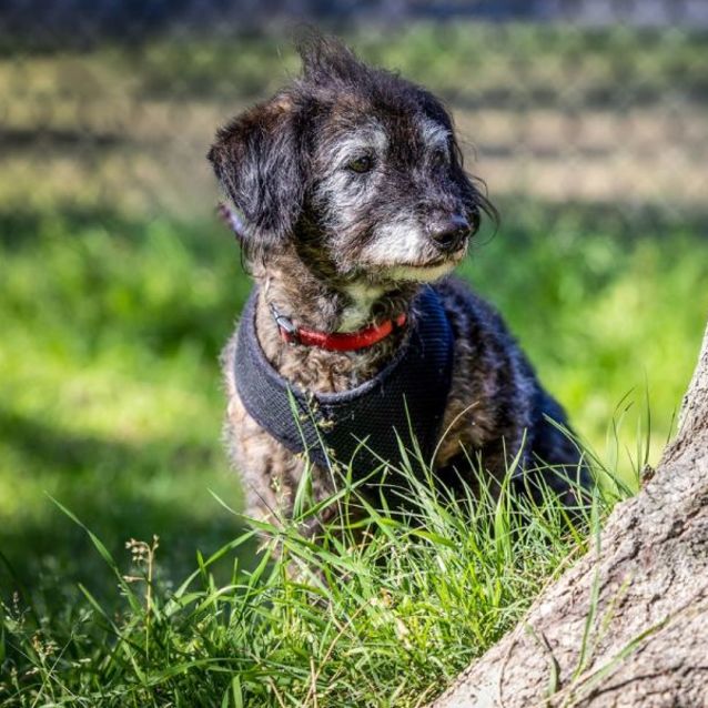 Photo of Toby