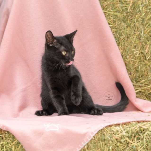 Photo of Raven ** 2nd Chance Cat Rescue**