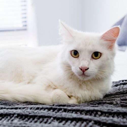 Frida- 2 Year Old (on trial 10/03/2022)