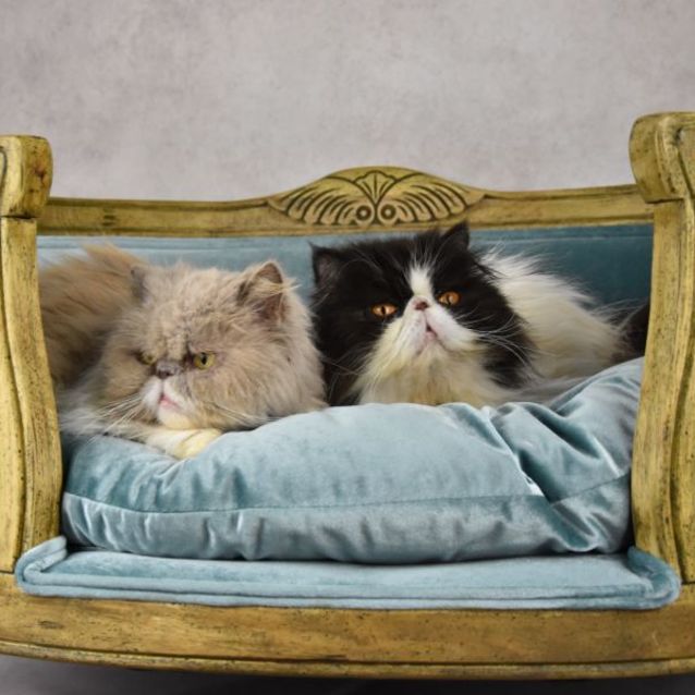 Photo of Pixie And Miskit