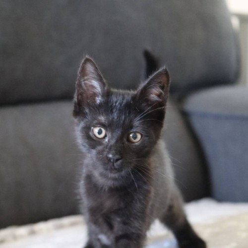 No photo for Annabelle