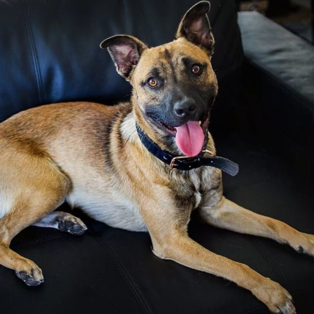 Photo of Dewie Db517