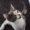 Photo of Cornelia