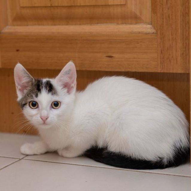 Photo of Millie Moo **2nd Chance Cat Rescue**