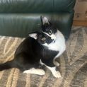 Photo of Smokie
