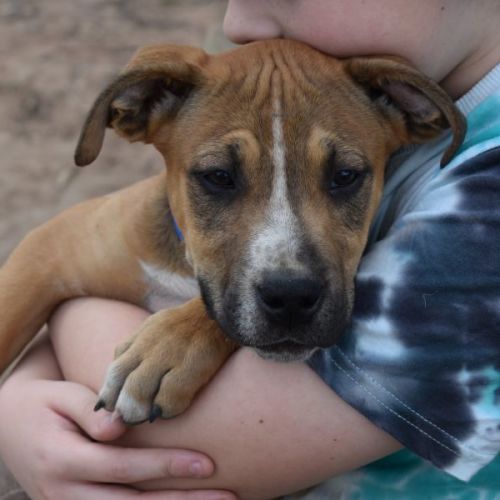 Benny ~ Mastiff X Puppy(Rev. apps 29/10/21)