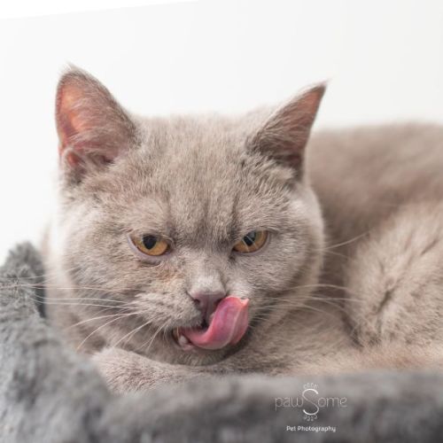 Lancelot of Lilac ** 2nd Chance Cat Rescue**
