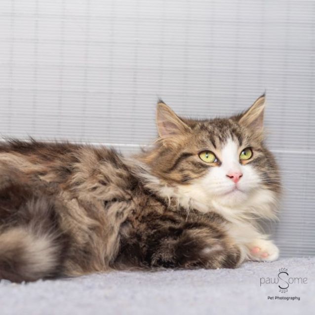 Photo of Nigel**2nd Chance Cat Rescue**