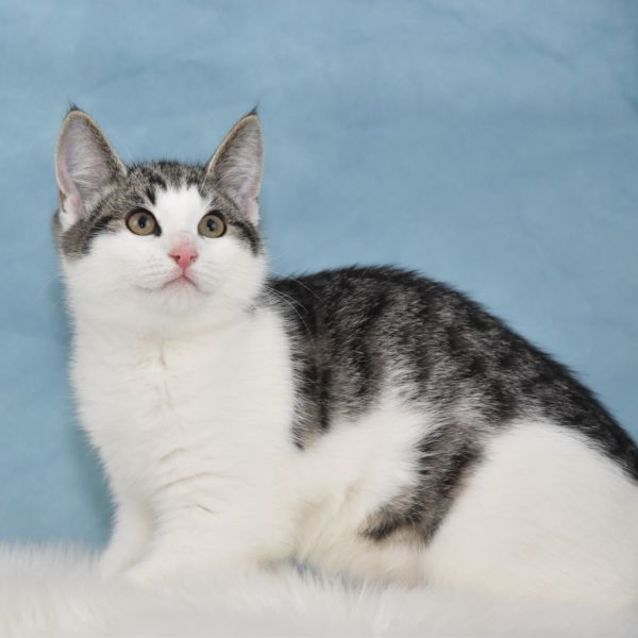 Scamp cat litter hot sale