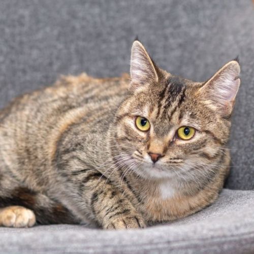 Abby **2nd Chance Cat Rescue **