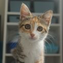 Photo of Ginger