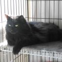 Photo of Boo