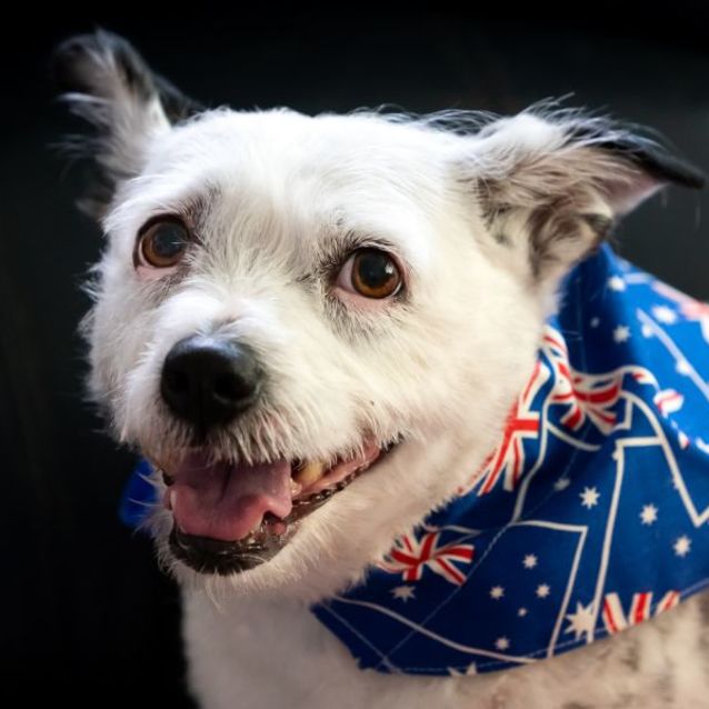 10 year old jack russell store