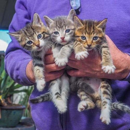 Tabby Delights