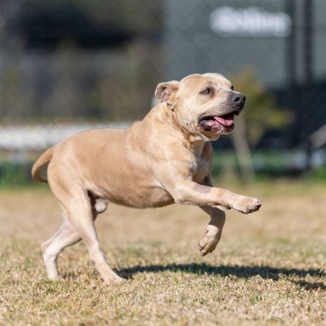 Photo of Herbert Imp 1123