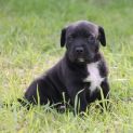 Photo of Haru