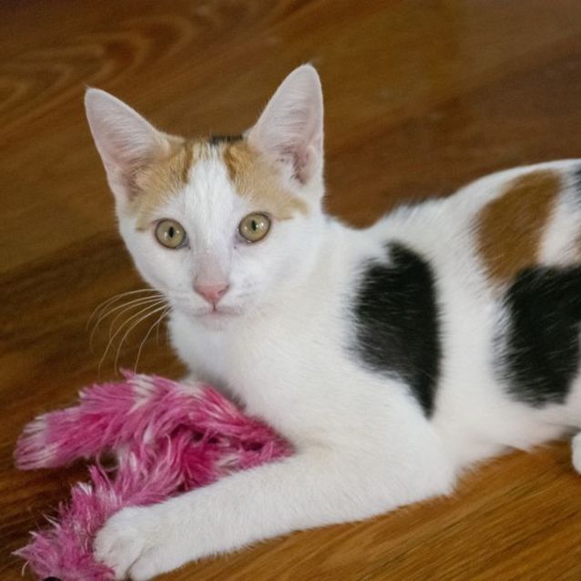 Photo of Jigsaw ^^Dandy Cat Rescue^^