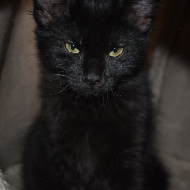 Photo of Cora