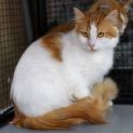 Photo of Roqueford**2nd Chance Cat Rescue**