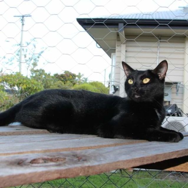 Photo of Pepper