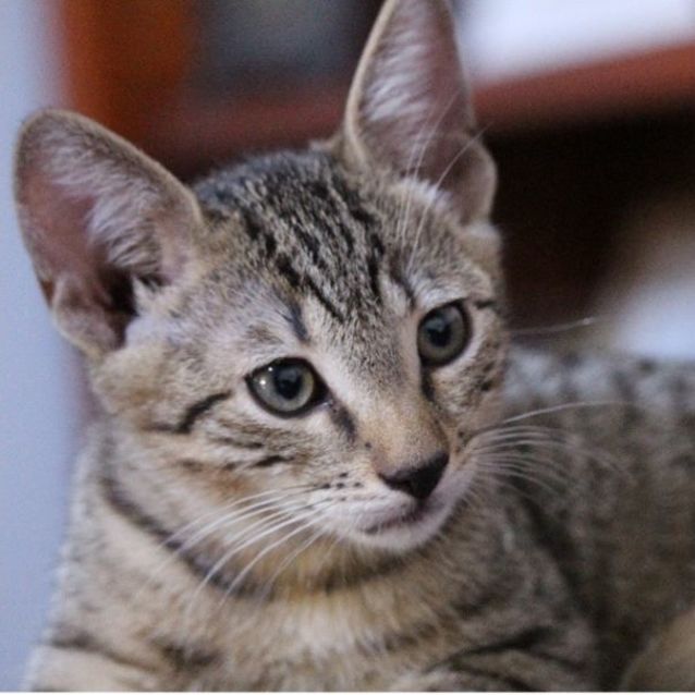 Photo of Finn  12 Week Male Kitten