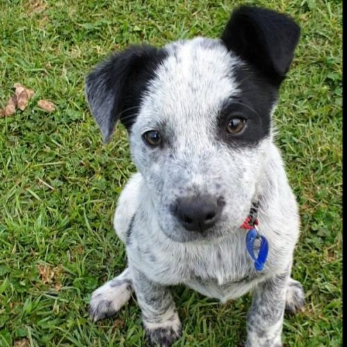 Indi ~ Cattle Dog X puppy (on trial 8/9/19/
