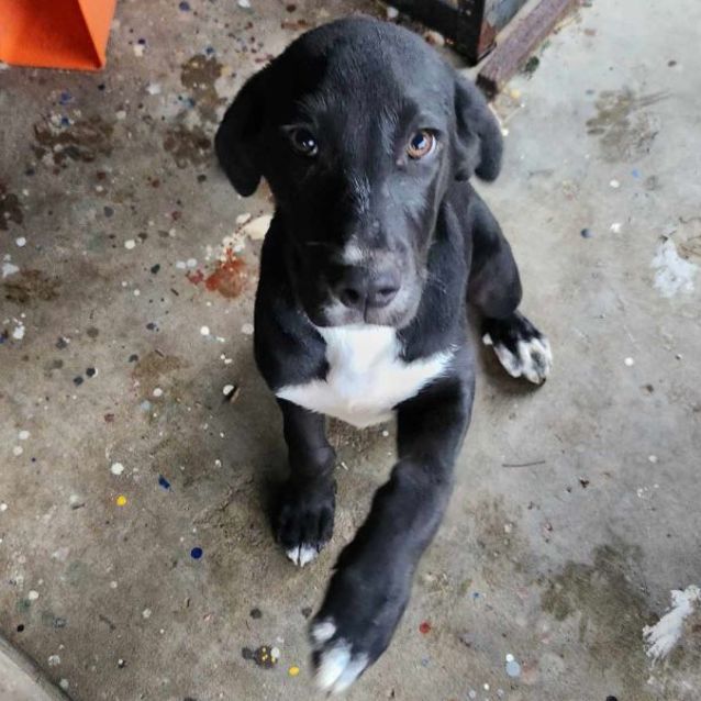 Photo of Shadow