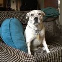 Photo of Chop