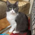 Photo of Giselle