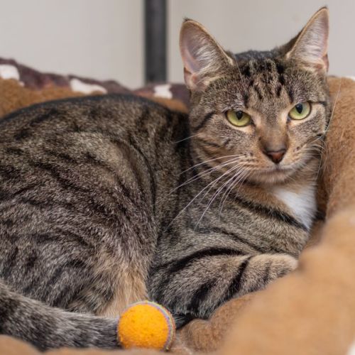 Maya ** 2nd Chance Cat Rescue**