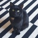Photo of Nero