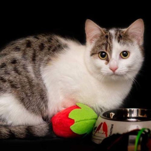 Jackie **2nd Chance Cat Rescue**