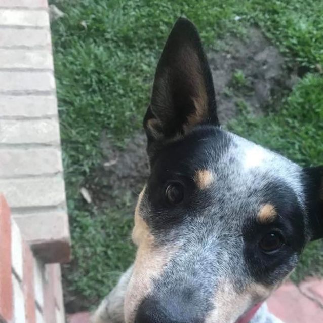 Photo of Rosie