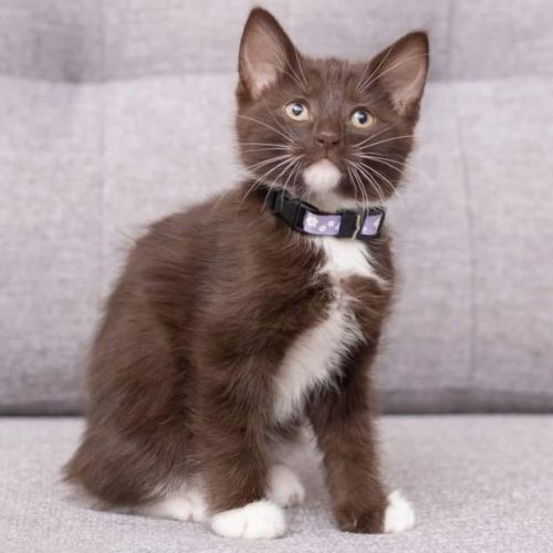 Lincoln**2nd Chance Cat Rescue**