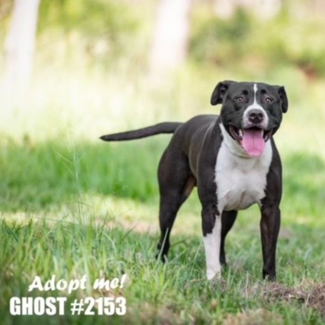 Photo of Ghost (Imp No. 2153)