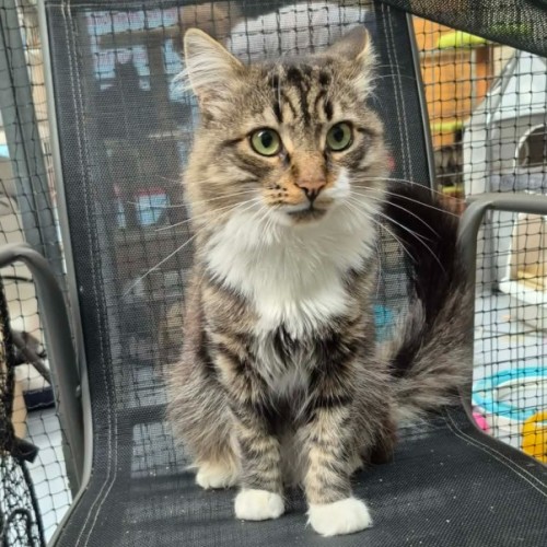 Fluffy ** 2nd Chance Cat Rescue **