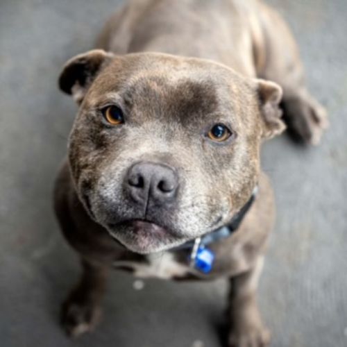 Jet ~ 3yr Old Staffordshire BT(Rev.Apps27/6/22)
