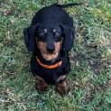 Photo of Snickers